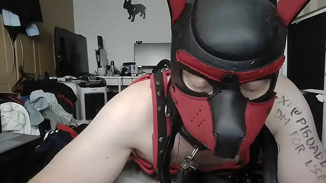 PigDadDog webcam