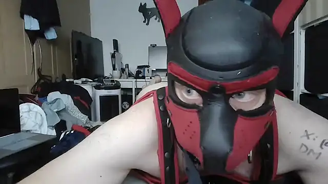 PigDadDog webcam