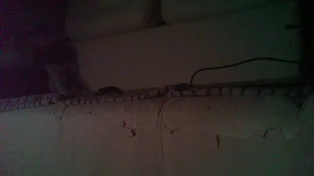 547animeboy webcam