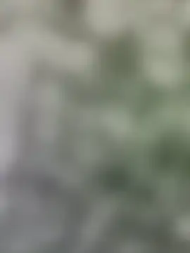 bambi_lu