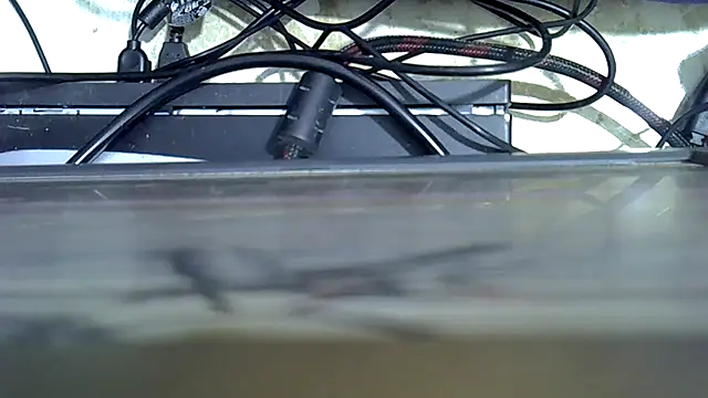 cutiebie webcam