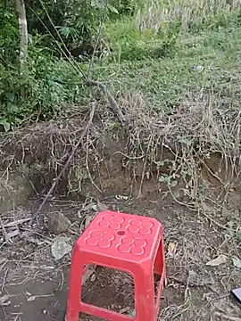 doggy-00 webcam