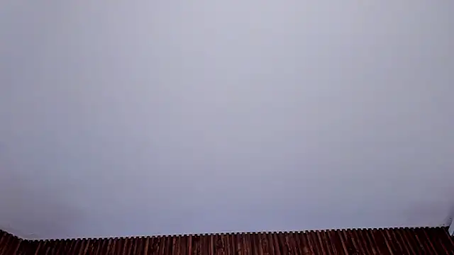 _Cherry_fox webcam