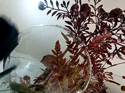 xandra252 webcam