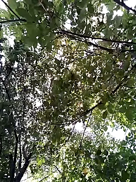 Flacara100 webcam