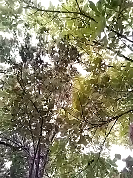 Flacara100 webcam