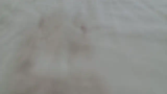 wild41 live webcam
