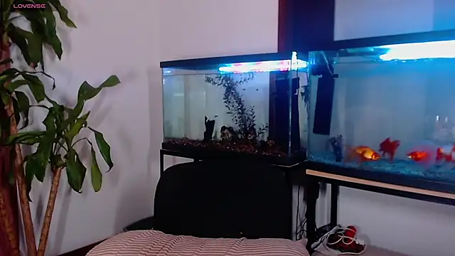 TastyTrap_18 webcam