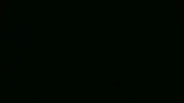 Velvet02 webcam