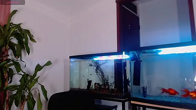 TastyTrap_18 webcam