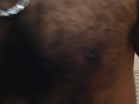 indianhairybull webcam