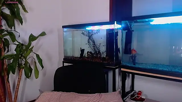 TastyTrap_18 webcam