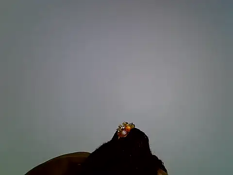 Calmfolower webcam