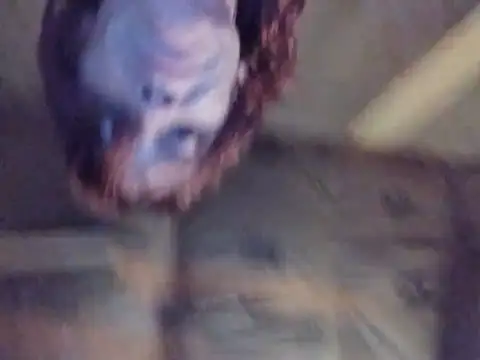 spundarella420 webcam