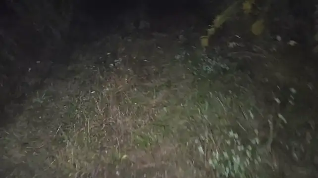 Vuitton live cam
