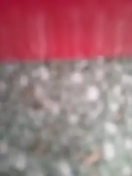 arouane webcam