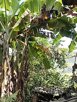 Alice-567 webcam