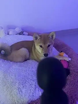 ZaraLuuv live sex cam