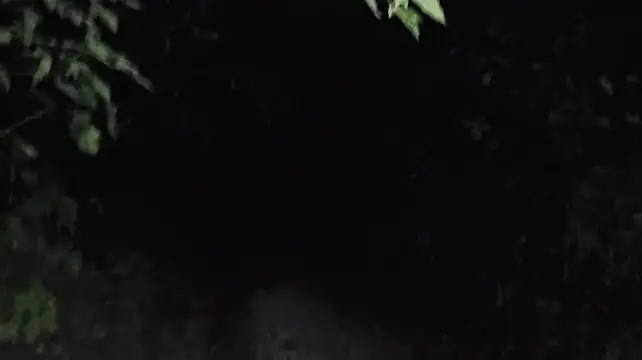 Vuitton live sex cam