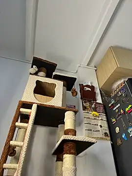 charlotte_stevenss_