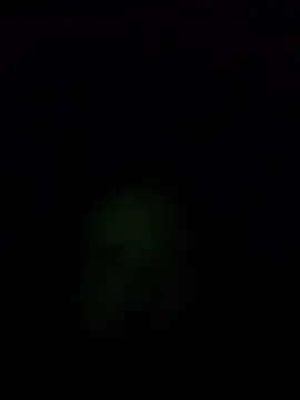 THEFOXNROSE
