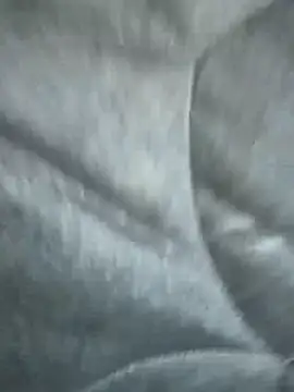 SnugPrecept webcam