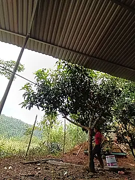 Jinli_01