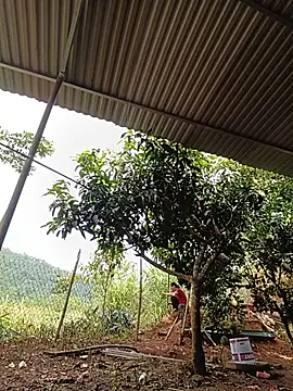 Jinli_01