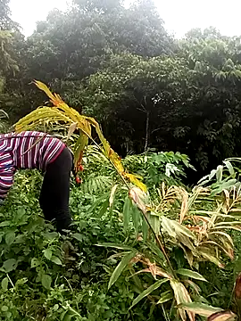 HoaLan_love webcam