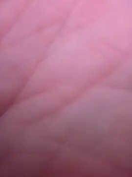 PornStro921