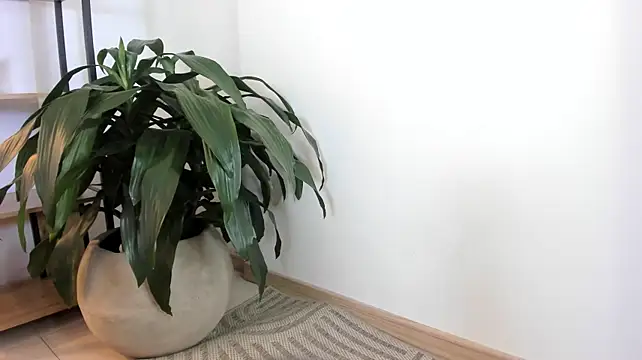 AliiceWonderland_ webcam