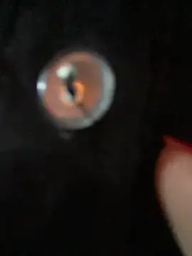 alicev_kitty