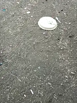 dickraj-8 webcam