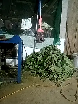 nangmo webcam