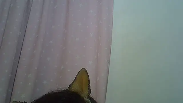 SkinnyKitten webcam