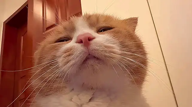 QOiio webcam
