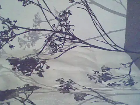 _Bluemann__ webcam