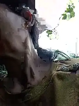 toyo_668