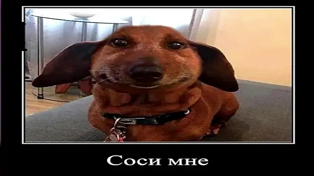Kurt_hanssen webcam