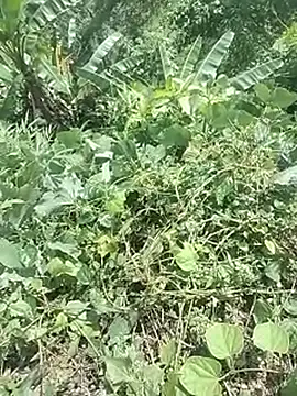 Haanii_12 webcam