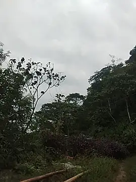 Buong-binh webcam