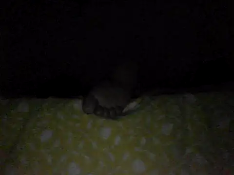 perlados webcam