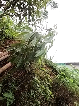 Lily_mai webcam