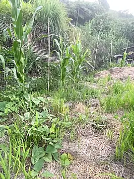 Hong-hoa webcam