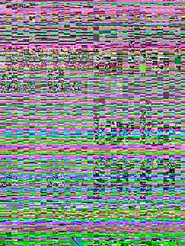 Vanedancex webcam