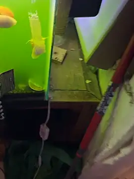 Chickencutlett webcam