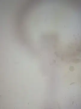 Amber_Lynn01 webcam