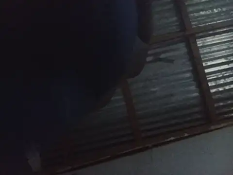 WiseDi live cam on StripChat