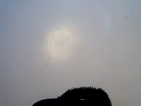 sexynicole_ webcam