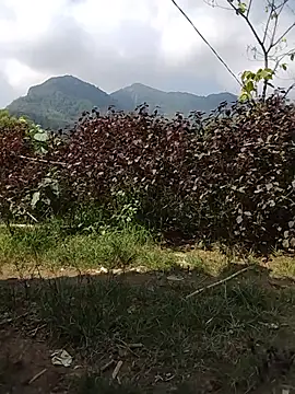 Buong-binh webcam